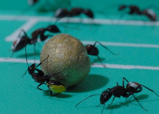 Оказывается муравьи в Японии играют в футбол! (6 фото)