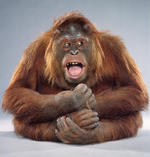 Позитивчик на сегодня - замечательные обезьянки от Jillа Greenbergа (35 фото)