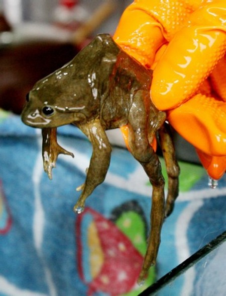 Коктейль из лягушек - не желаете попробовать?) (7 фото)