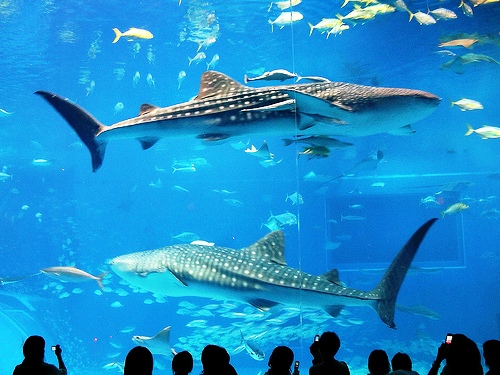 Японский аквариум - оч красиво! (9 фото)