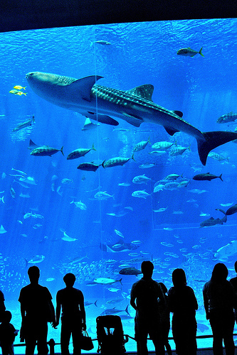 Японский аквариум - оч красиво! (9 фото)