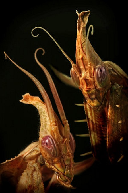 Красивая коллекция фотографий насекомых (30 фото)