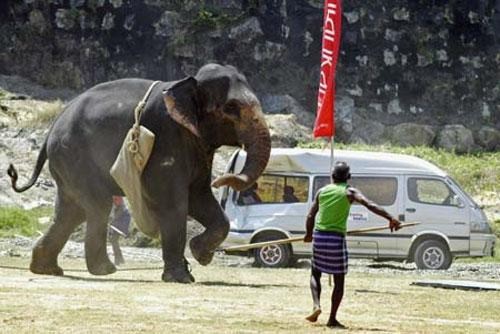 Разъяренный слон напал на автомобиль! (4 фото)