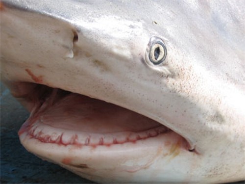 Вот такую акулу поймали на Неве! (7 фото)