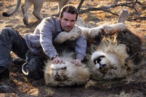 Заклинатель зверей общается с львами по-человечески (2 фото) + видео