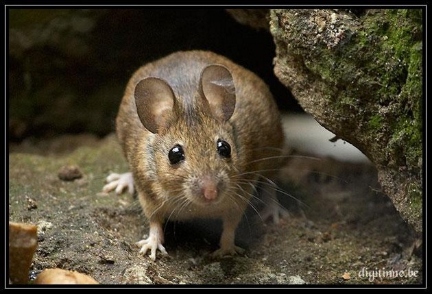 Еще забавные зверУшки - мышки! (15 фото)