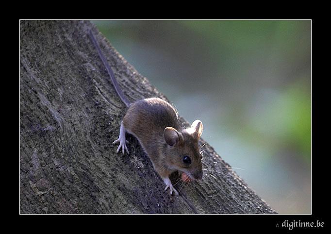 Еще забавные зверУшки - мышки! (15 фото)