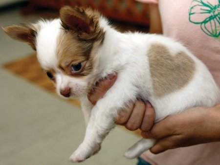 А в Японии родился щенок чихуа-хуа с сердечком на боку (3 фото)