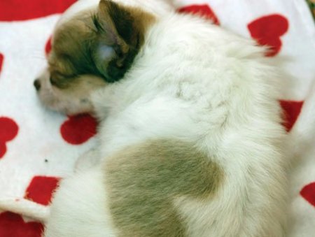 А в Японии родился щенок чихуа-хуа с сердечком на боку (3 фото)