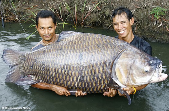 Мужики в Таиланде поймали карпа весом 120 кг! (1 фото)