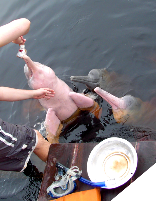 Речной, розовый дельфин (1 фото)