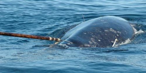 Браконьерская охота за китами (7 фото)