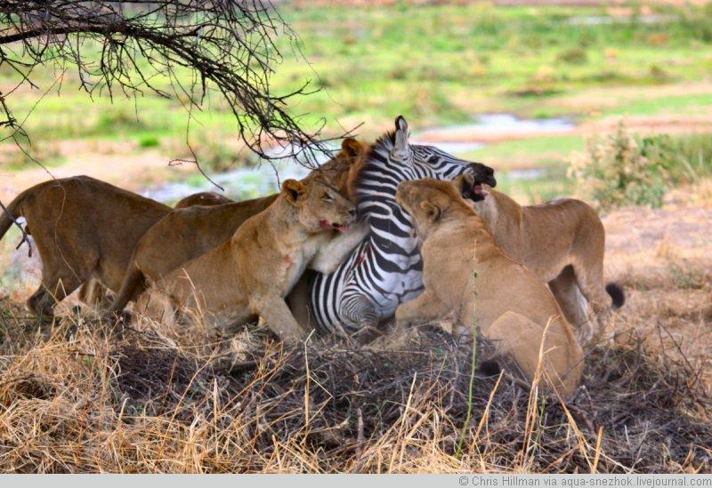 Как слопать зебру за 40 минут... Жесть! (20 фото)