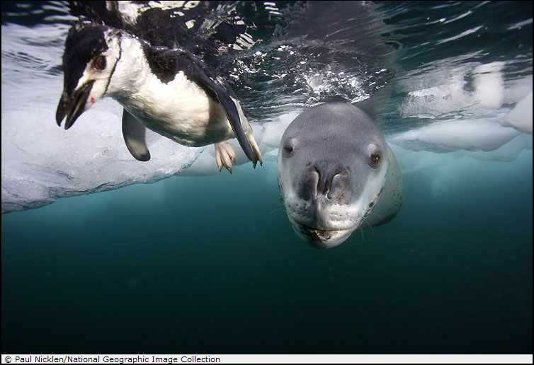 Охота на пингвина, уже было но все же супер фотографии! (10 фото)