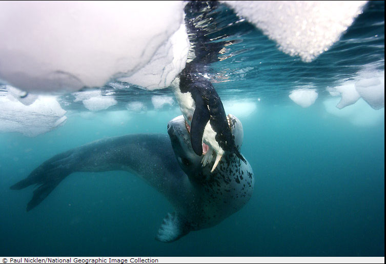 Охота на пингвина, уже было но все же супер фотографии! (10 фото)