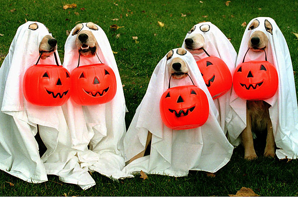 Карнавальные костюмы на Хэллоуин для ваших питомцев:) (15 фото)