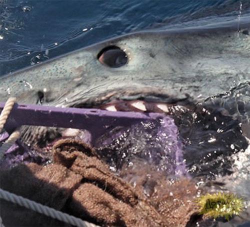 Акула-гигант истекла кровью! (6 фото)