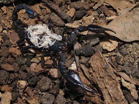Как размножаются скорпионы... (5 фото)