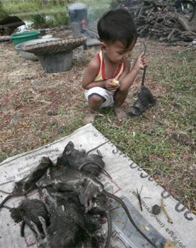 Тайский фермер готовит лакомство:) из крыс! (12 фото)