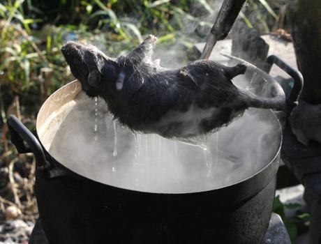 Тайский фермер готовит лакомство:) из крыс! (12 фото)