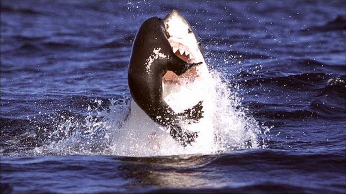 Охота акулы на тюленя (8 фото)