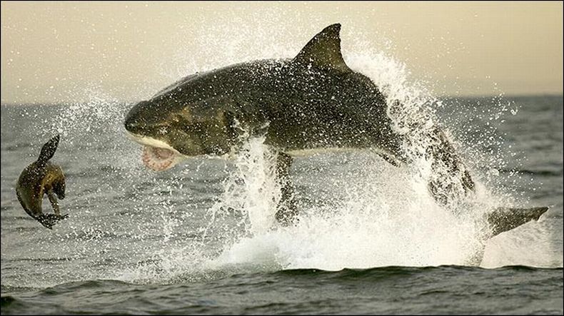 Охота акулы на тюленя (8 фото)