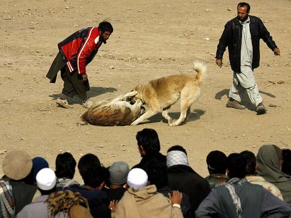 Собачьи бои в Афганистане (7 фото)