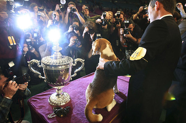    - Westminster Kennel Club 2008 (21 )