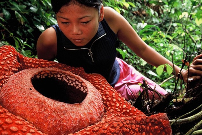 Rafflesia - величайшее чудо растительного мира! (10 фото)