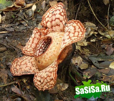 Rafflesia -    ! (10 )