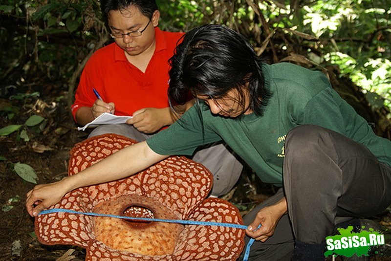 Rafflesia -    ! (10 )