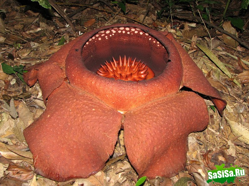 Rafflesia - величайшее чудо растительного мира! (10 фото)