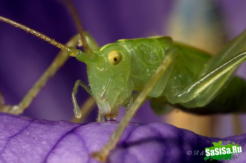Удивительный макро-мир насекомых (20 фото)