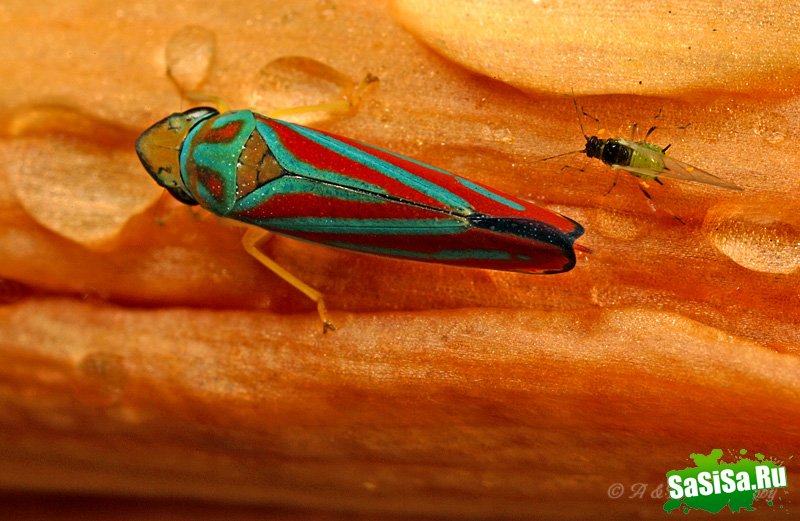 Удивительный макро-мир насекомых (20 фото)