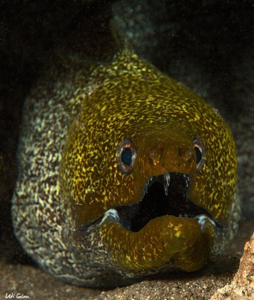 Загадочные обитатели морских глубин (29 фото)