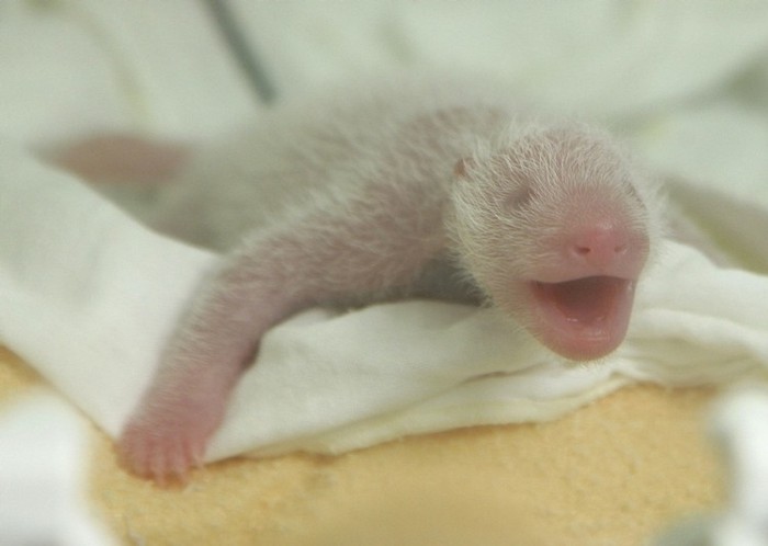 Новорожденный детеныш панды (5 фото)