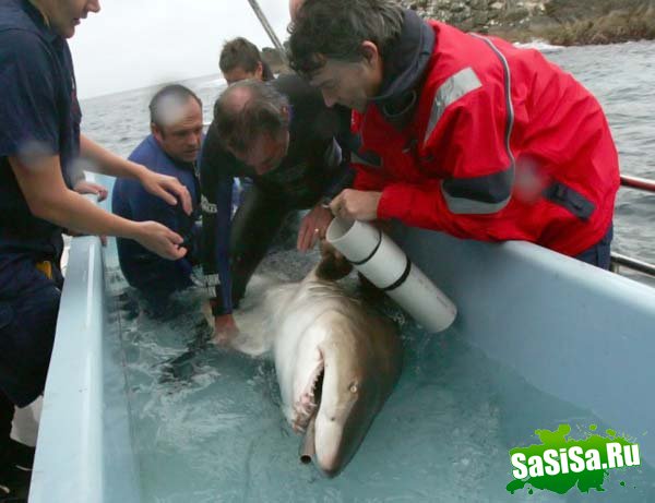 Как спасали акулу... (4 фото)