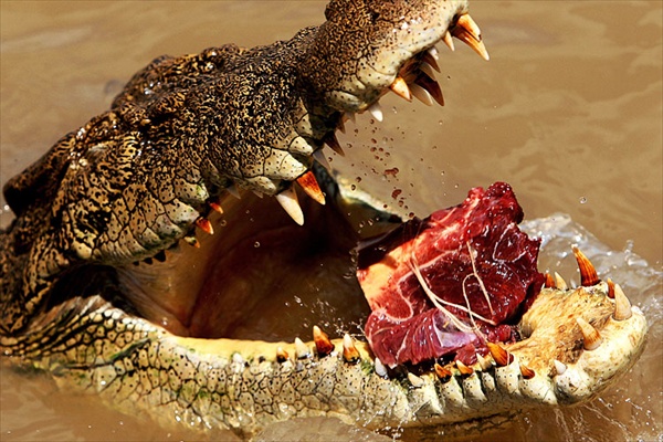 Крокодилы реки Аделаида (3 фото)