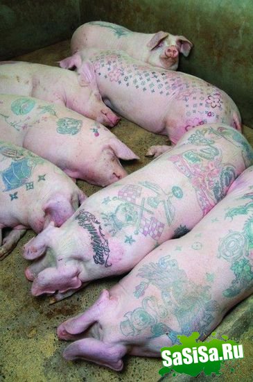 Свинки тоже хотят быть модными:) (26 фото)