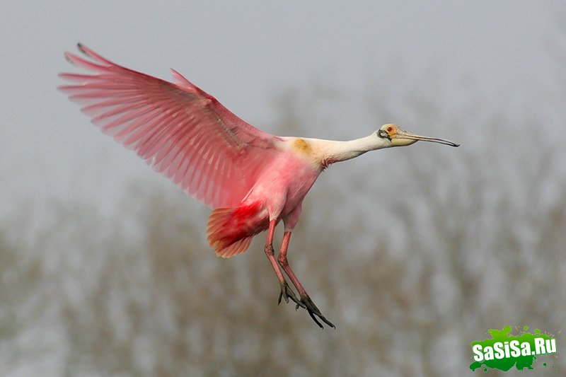 Розовые колпицы - редкие красивые птицы (5 фото)
