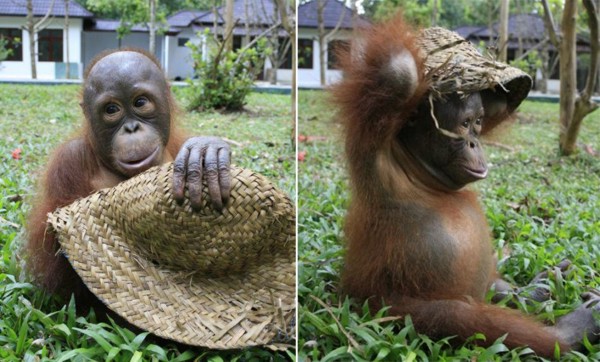 Малыши-орангутанов (фото)