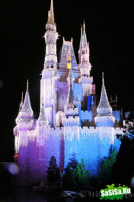   Disney World (17 )