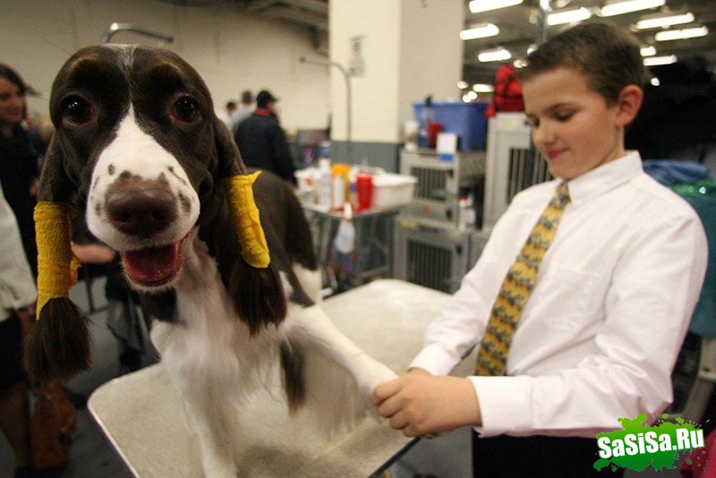     Westminster Kennel Club (12 )