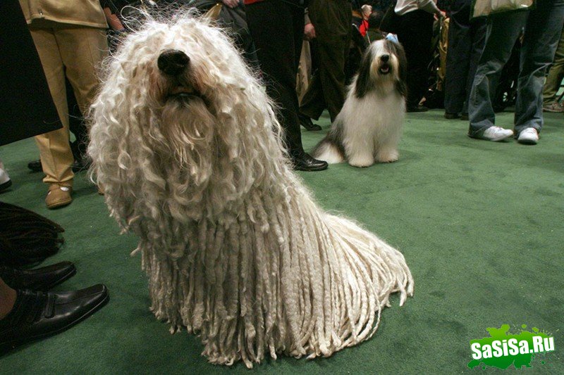     Westminster Kennel Club (12 )