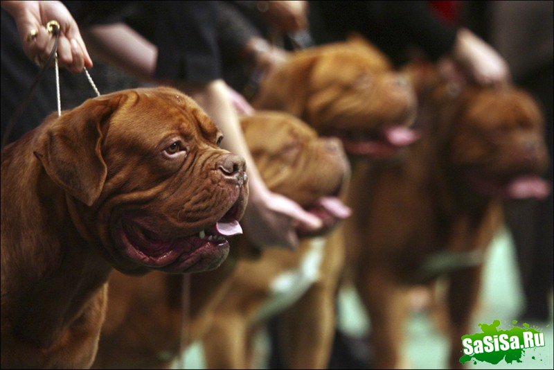     Westminster Kennel Club Dog Show (28 )