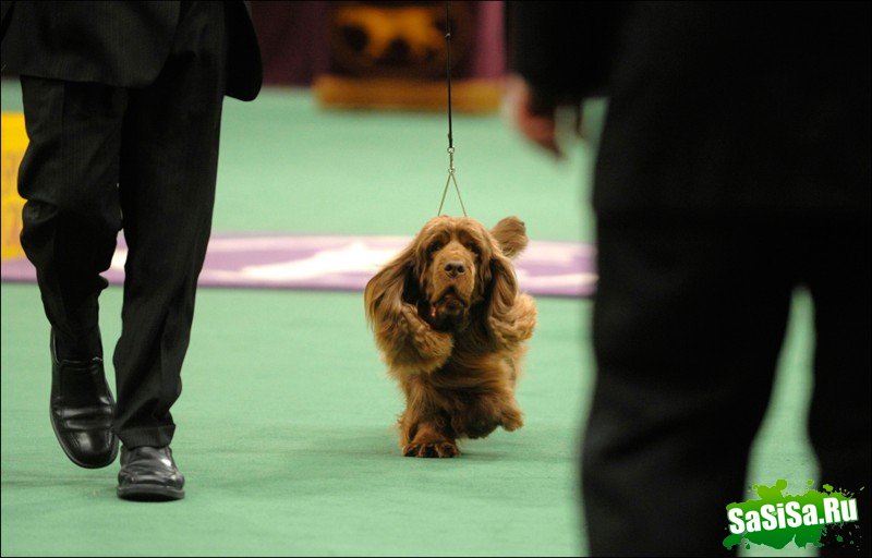     Westminster Kennel Club Dog Show (28 )