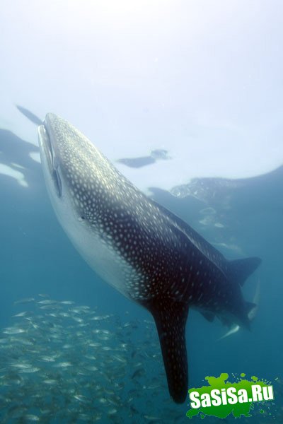 Китовая акула (10 фото)