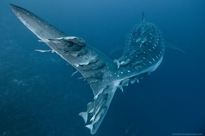Удивительные обитатели морских глубин (25 фото)