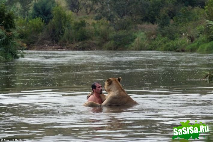 Человек и лев, вот такое купание! (3 фото)