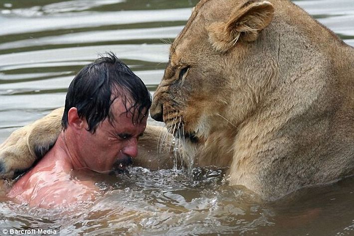 Человек и лев, вот такое купание! (3 фото)